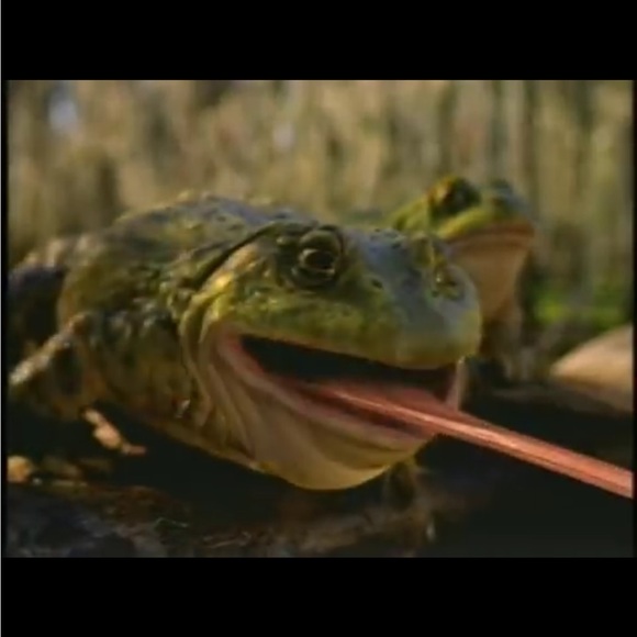 RARE BUDWEISER CREWNECK 90s Budweiser Frog SuperBowl 95 BUDWEISER commercial - Picture 12 of 14